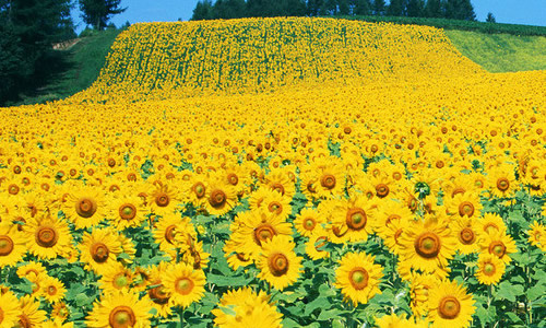 Sunflower oil processing equipment price